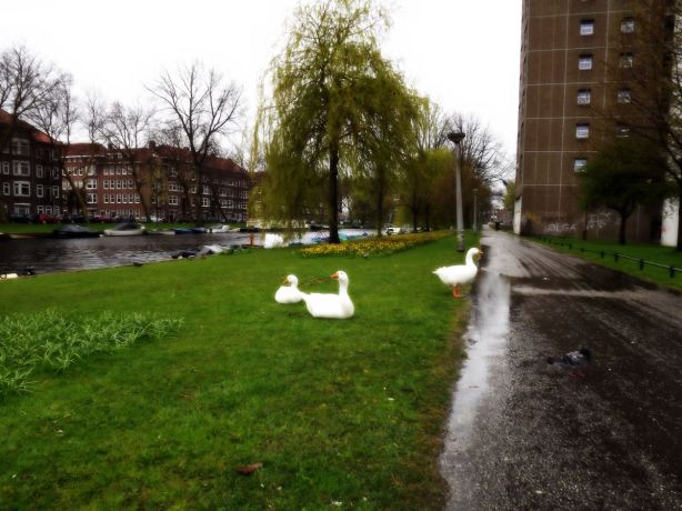 These geese lounge near the river bank, but they are far more spry when they need to be.